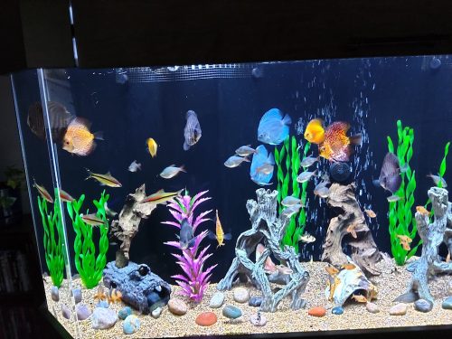 Ocean Green Discus photo review