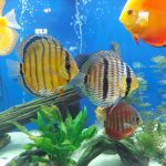 Classic San Merah Discus photo review