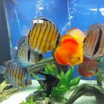 Classic San Merah Discus photo review