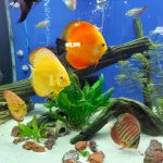 Striated Red Throwback Discus photo review