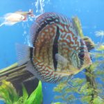Striated Red Throwback Discus photo review