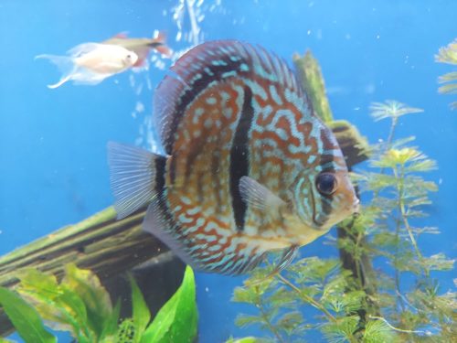 Striated Red Throwback Discus photo review