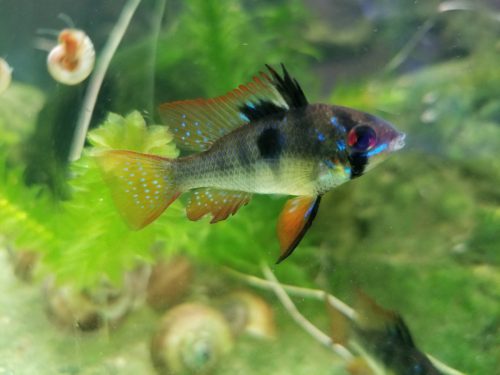 Jet Black German Ram Cichlid photo review