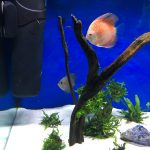 Rafflesia Throwback Discus photo review