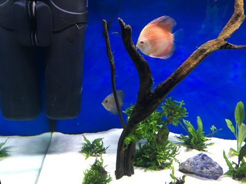 Rafflesia Throwback Discus photo review