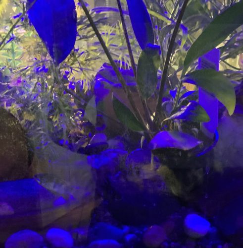 Jet Black German Ram Cichlid photo review