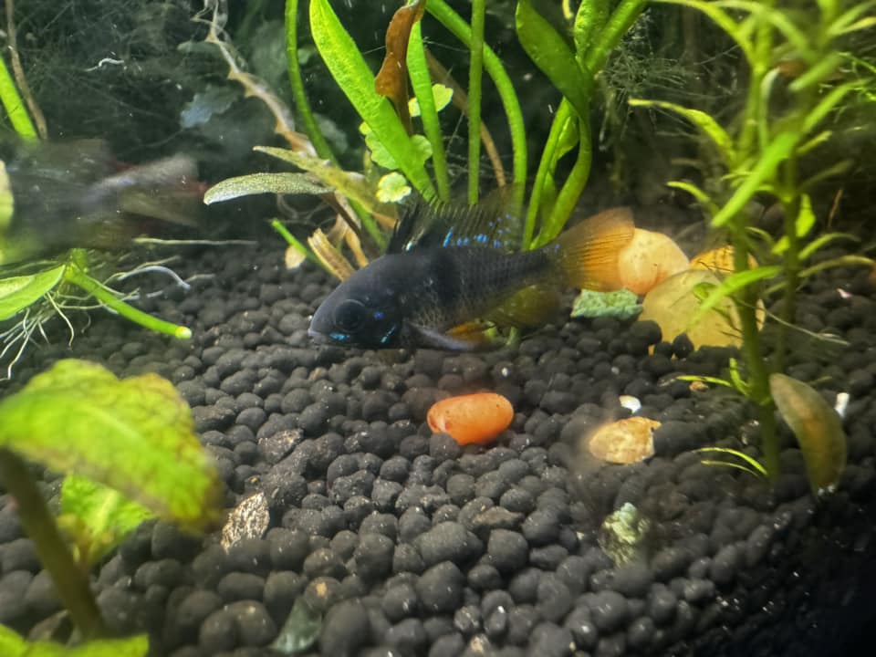Jet Black German Ram Cichlid - Image 6