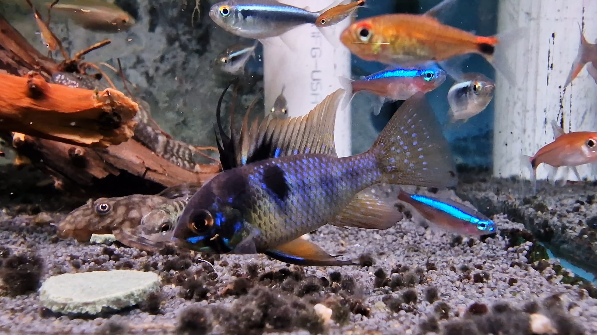 Jet Black German Ram Cichlid - Image 5
