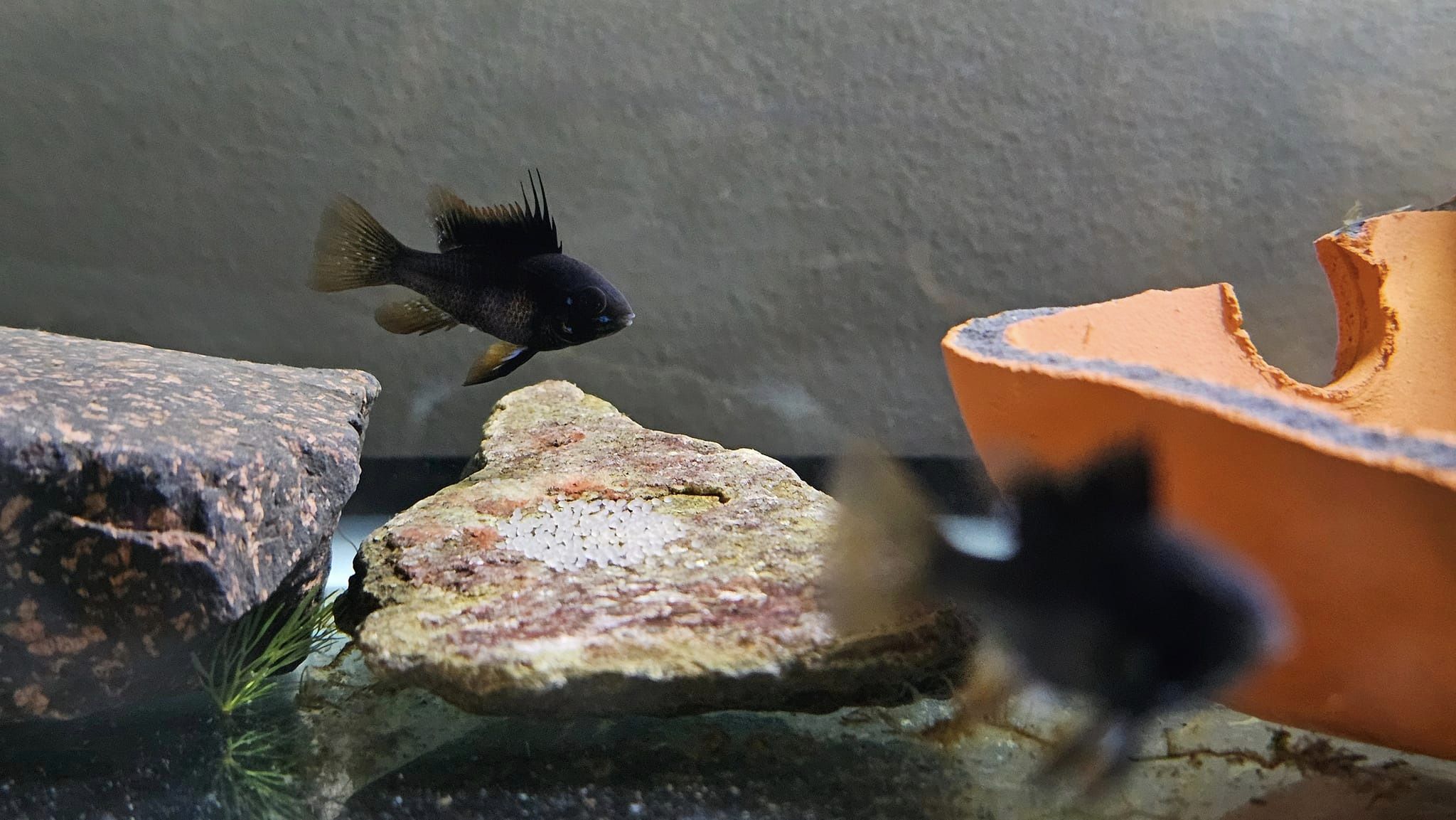 Jet Black German Ram Cichlid - Image 7