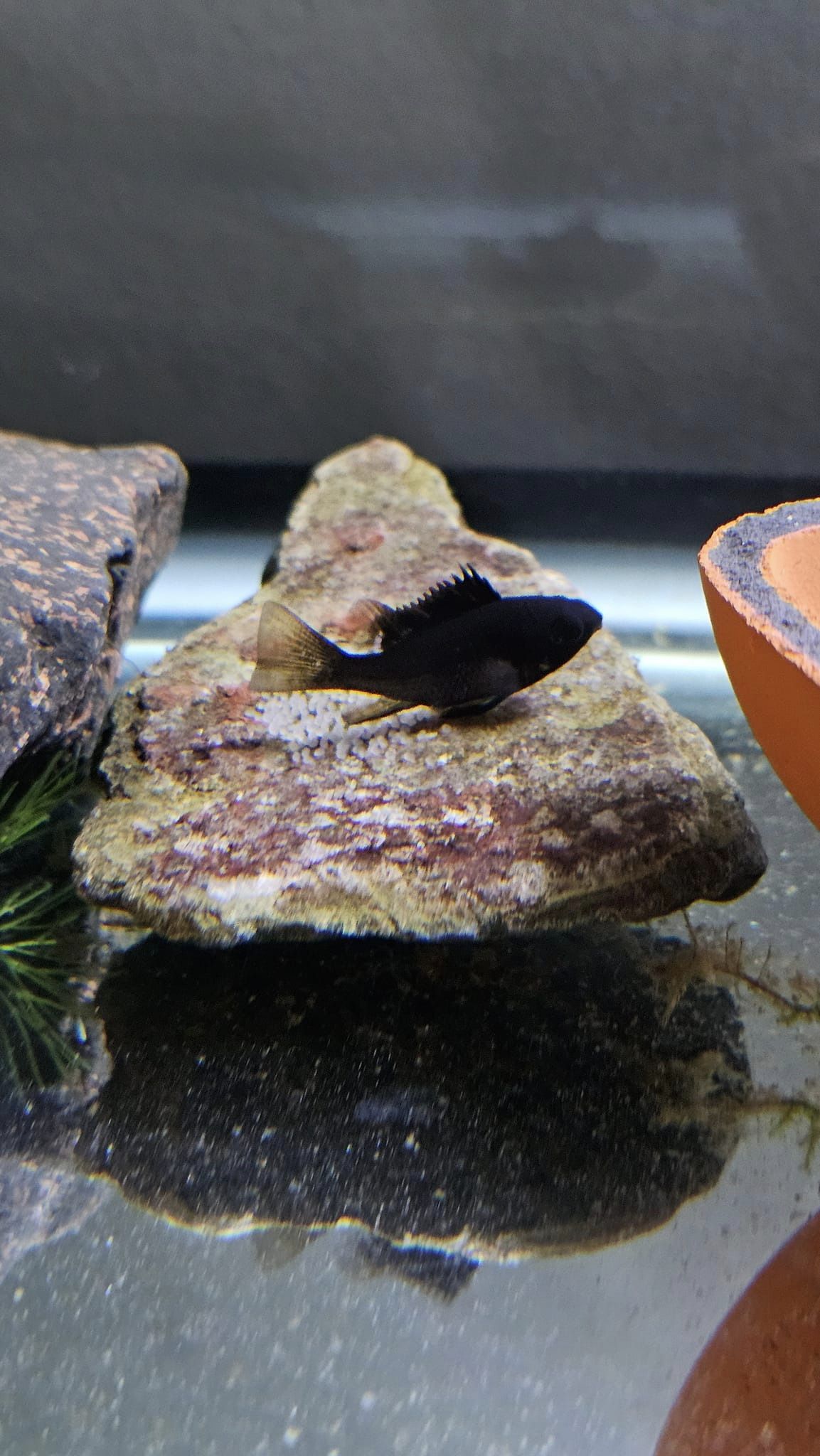 Jet Black German Ram Cichlid - Image 4