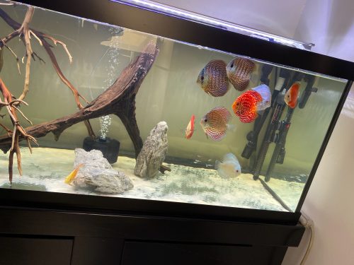 Fuji Red Discus photo review