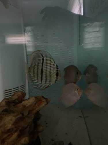Royal Heckel Cross Discus photo review