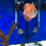 Rafflesia Throwback Discus photo review