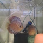 Penang Eruption Discus, Proven Breeding Pair photo review