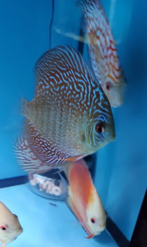 Blue Tiger Snakeskin Discus photo review