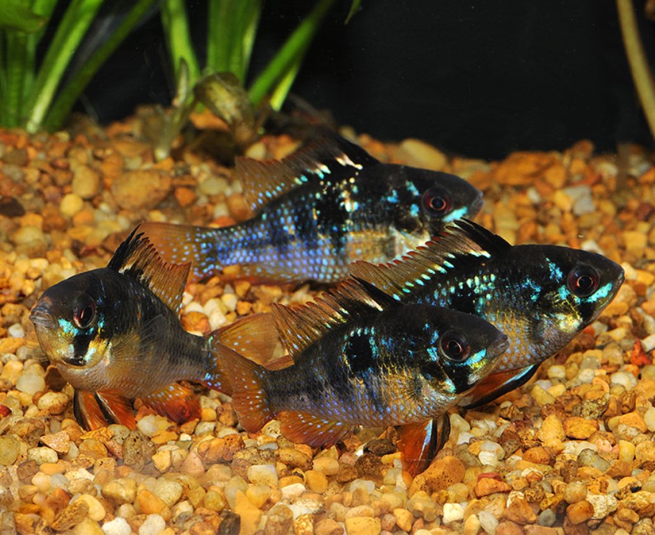 Jet Black German Ram Cichlid | Discus.com