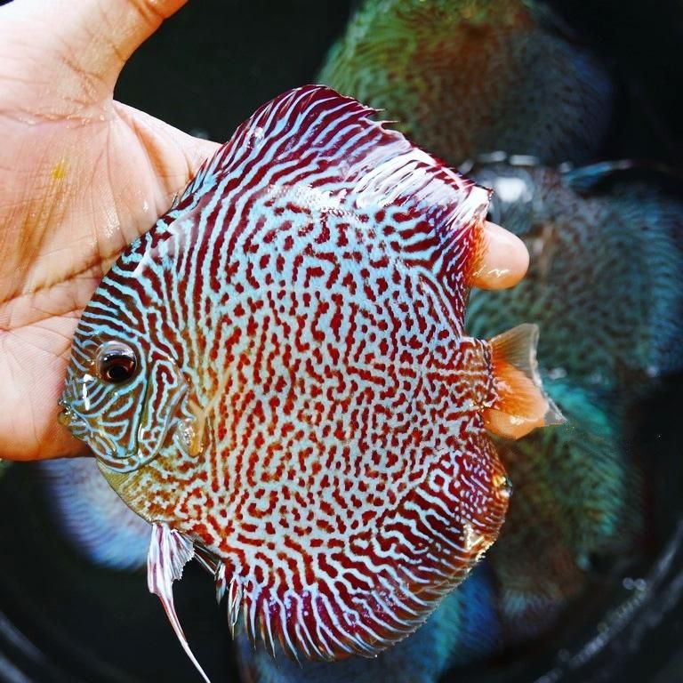 Blue Tiger Snakeskin Discus Discus