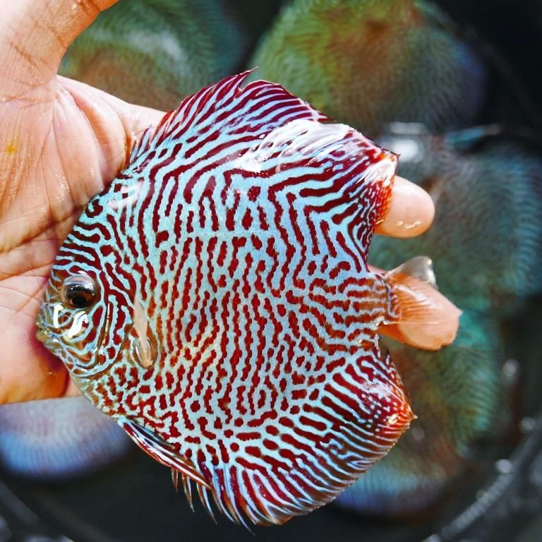 Blue Tiger Snakeskin Discus - Image 2