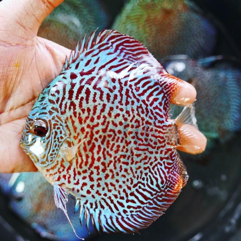 Blue Tiger Snakeskin Discus | Discus.com