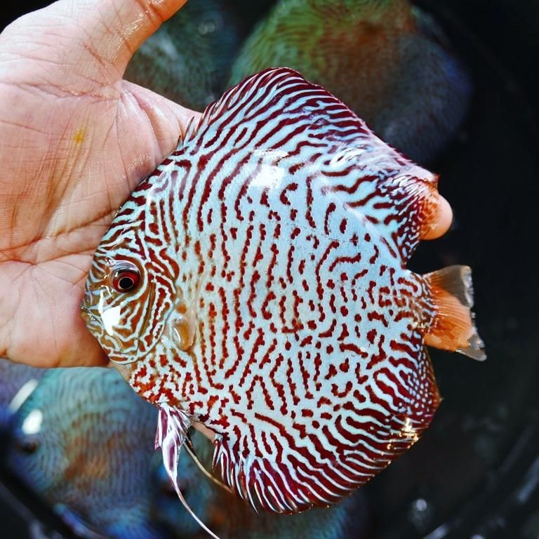 Blue Tiger Snakeskin Discus | Discus.com