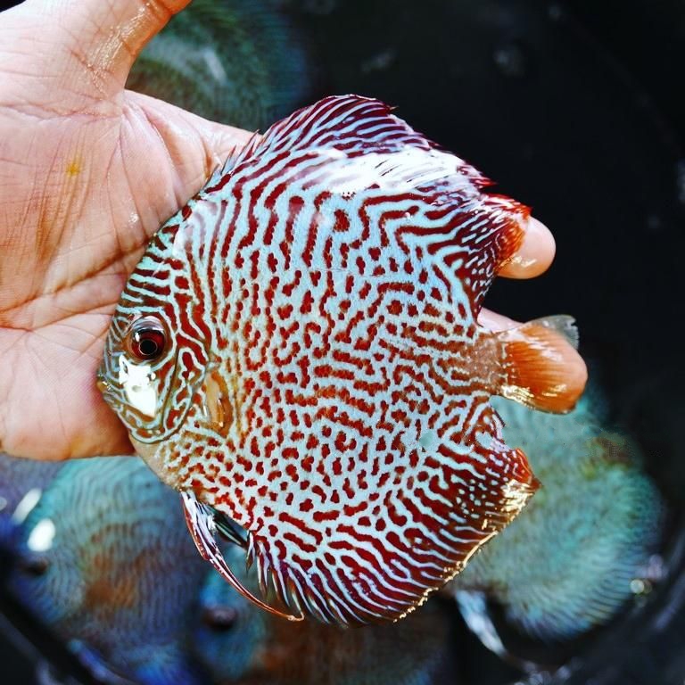 Blue Tiger Snakeskin Discus - Image 5