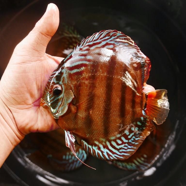 Cuipeau F1 Cross Discus, Dark Base
