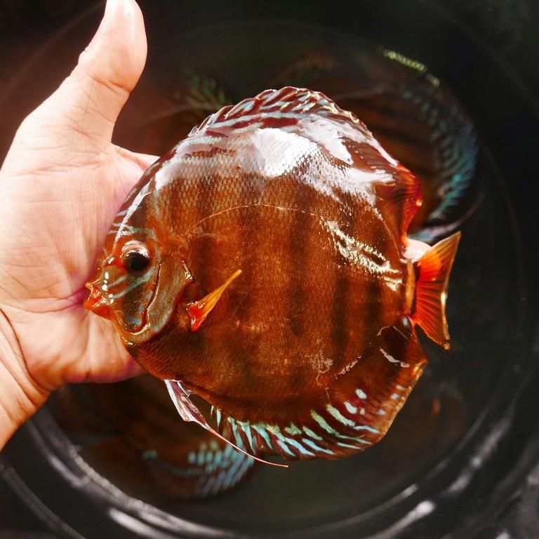 Cuipeau F1 Cross Discus, Dark Base - Image 2