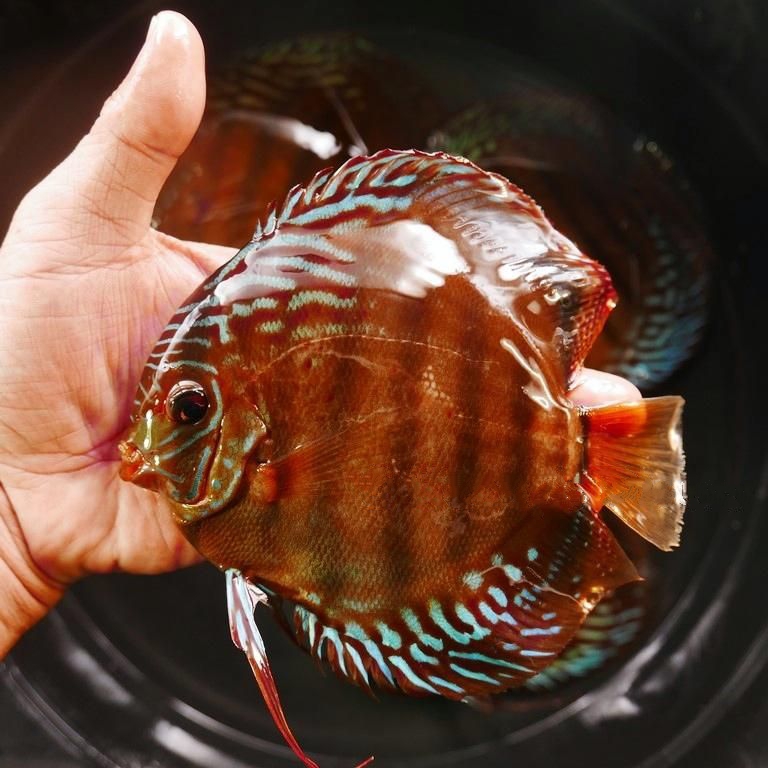 Cuipeau F1 Cross Discus, Dark Base - Image 3