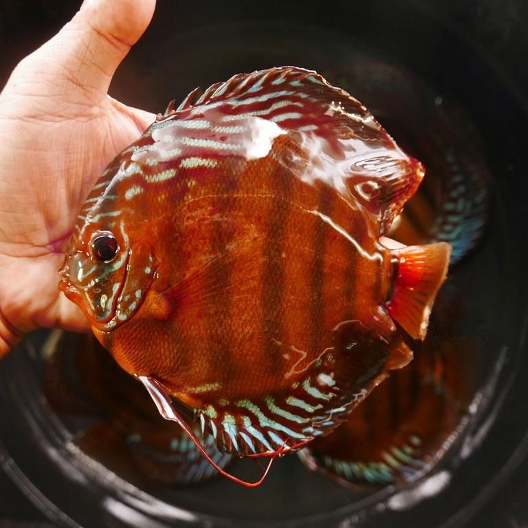 Cuipeau F1 Cross Discus, Dark Base - Image 4