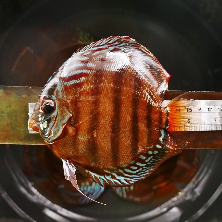 Cuipeau F1 Cross Discus, Dark Base - Image 5