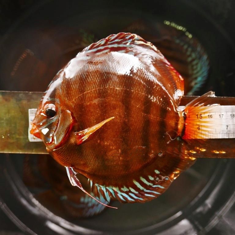 Cuipeau F1 Cross Discus, Dark Base - Image 6