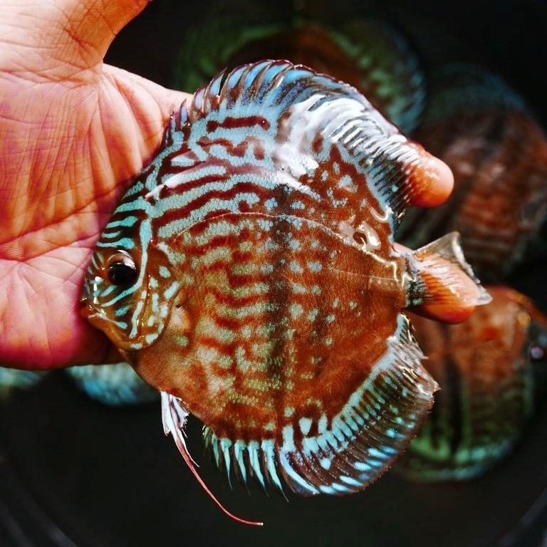 Striated Heckel Cross, Red Base - Image 2