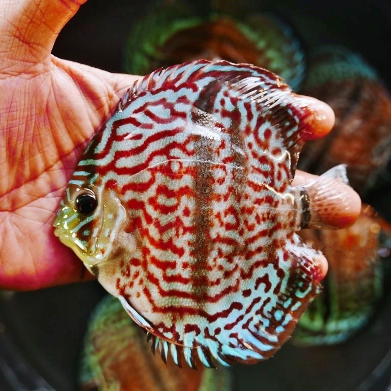 Striated Heckel Cross, Red Base - Image 5
