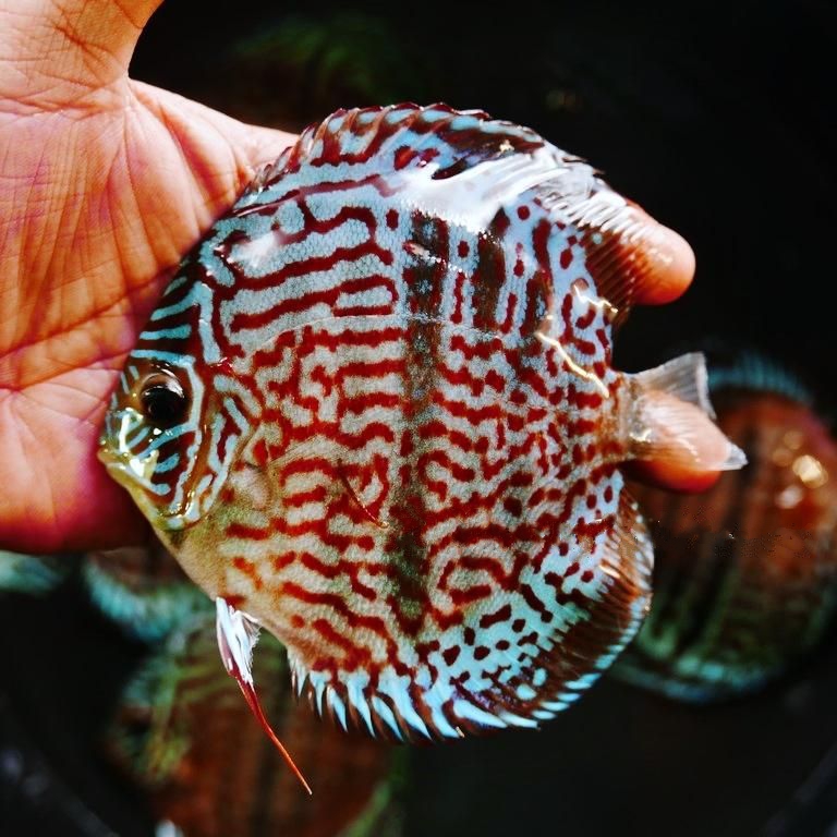 Striated Heckel Cross, Red Base - Image 3