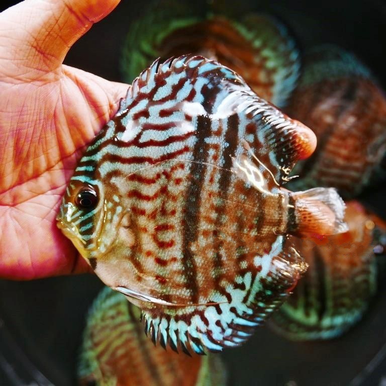 Striated Heckel Cross, Red Base - Image 4