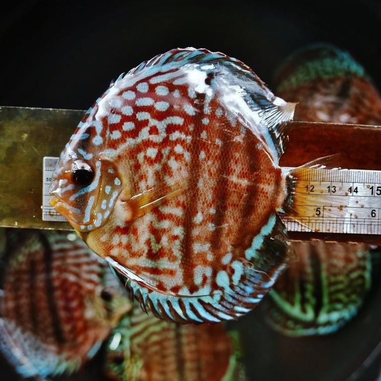 Striated Heckel Cross, Red Base - Image 6