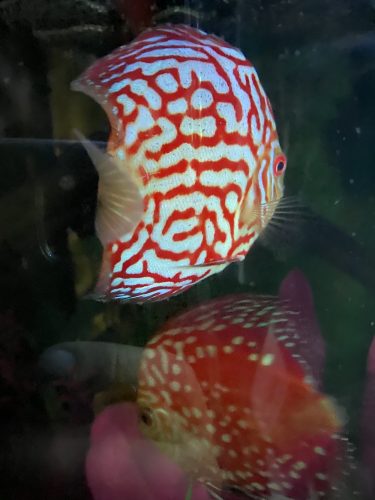 Red Eagle Discus, Wide Pattern photo review