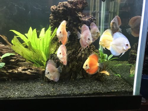 Assorted Premium Discus 10-Pack photo review