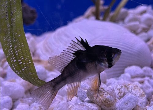 Jet Black German Ram Cichlid photo review