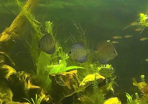 German Red Turquoise Discus, Blue Base photo review