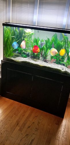 Neon Sapphire Discus photo review