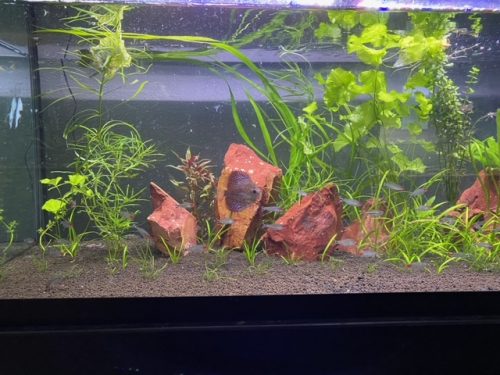 Classic Leopard Discus, Green Base photo review