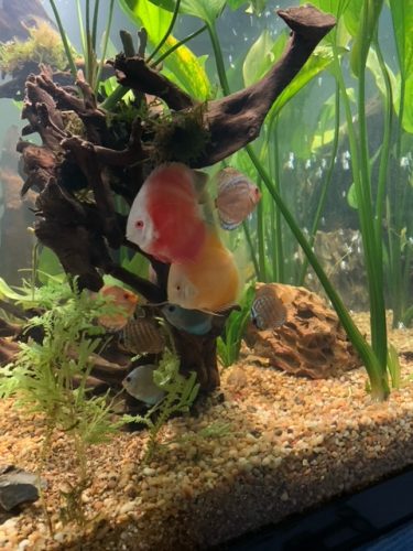 Fuji Red Discus photo review