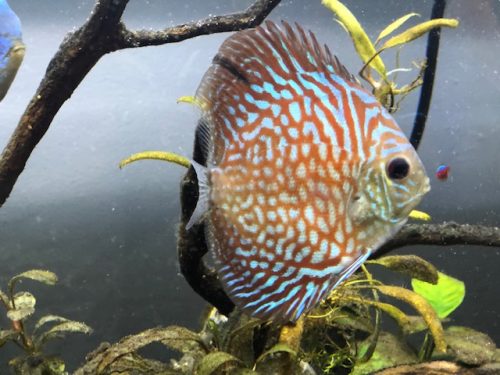 Blue Tiger Carnation Turquoise Discus photo review