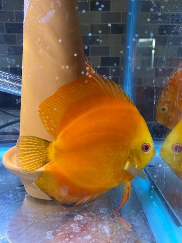 Marlboro Red Panda Discus photo review