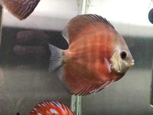 Classic San Merah Discus photo review