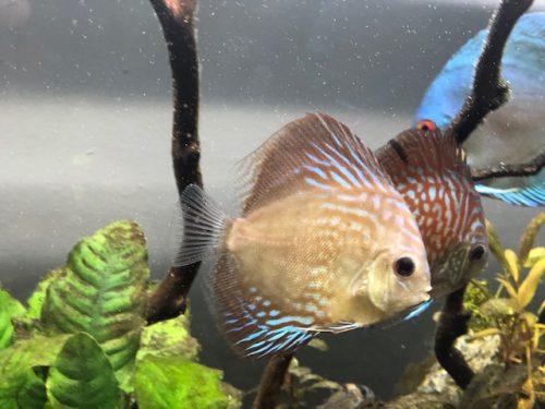 German Red Turquoise Discus, Blue Base photo review