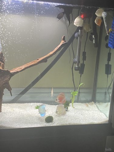 Assorted Premium Discus 10-Pack photo review