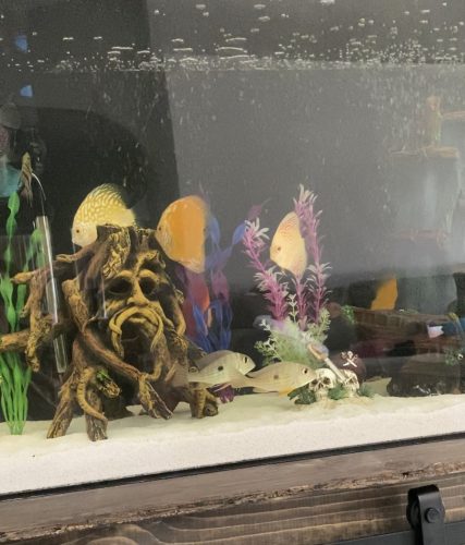 Geophagus Eartheater Cichlid photo review