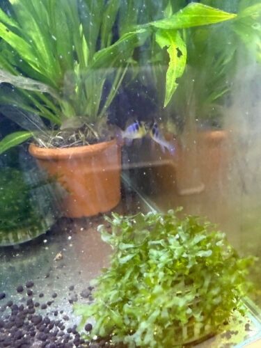 Click to view full screen Jet Black German Ram Cichlid photo review